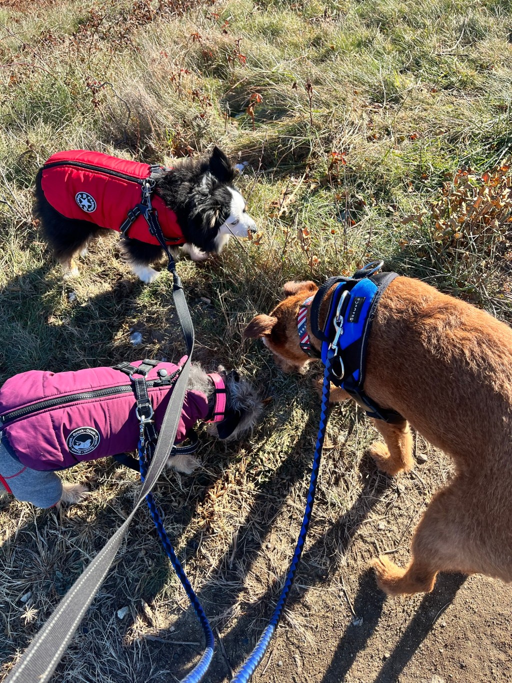 Why I Removed Pet Sitting from My Services